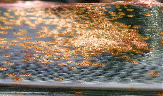 โรคราสนิม-Corn-Rust