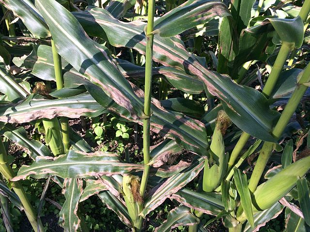 โรคใบไหม้แผลใหญ่-Leaf-Blight-