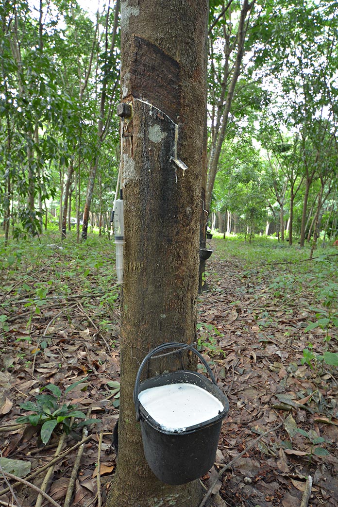 1.การใช้เอทธิลีนในสวนยาง