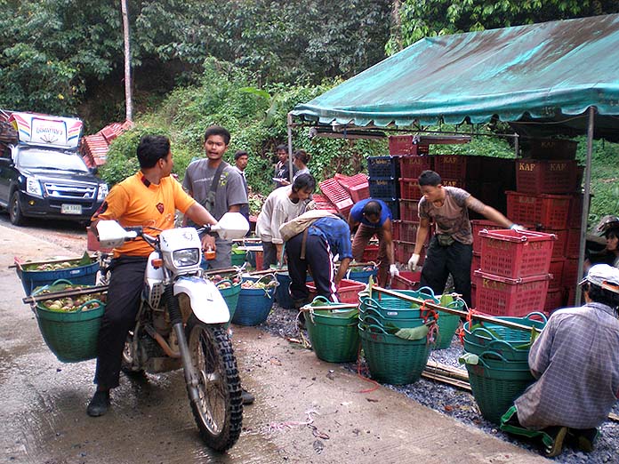 11.พ่อค้าขึ้นไปรับซื้อมังคุดถึงชายเขาคีรีวง