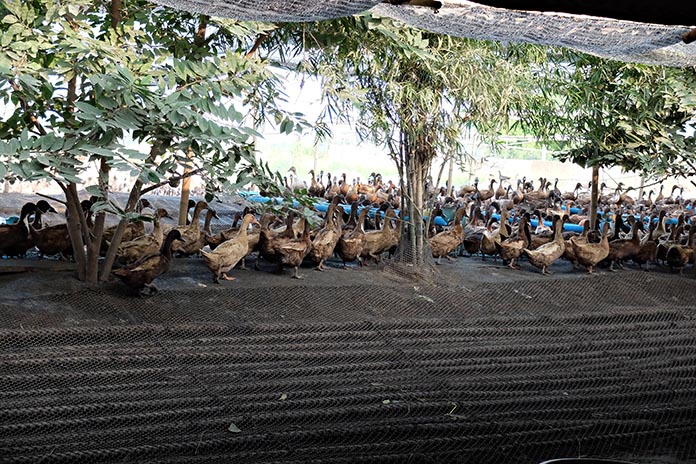 13.การป้องกันโรคระบาดในเป็ดไข่