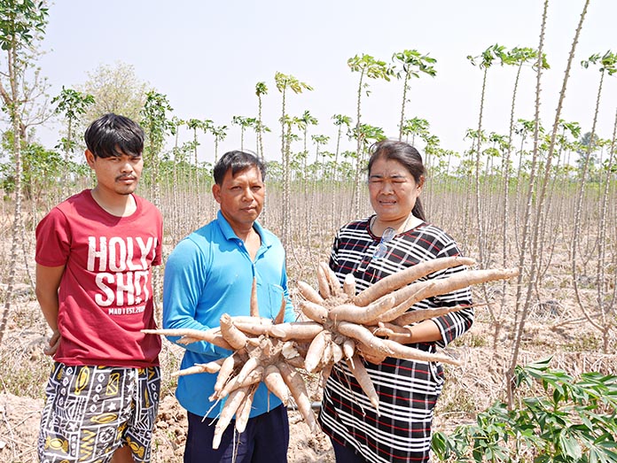 2.คุณวิไลลักษณ์-ชาวไร่มันสำปะหลัง