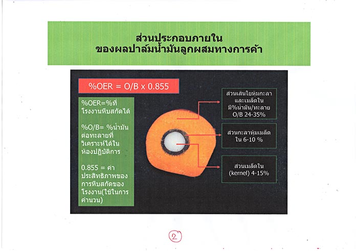 2.ส่วนประกอบภายในของผลปาล์มน้ำมันลูกผสม