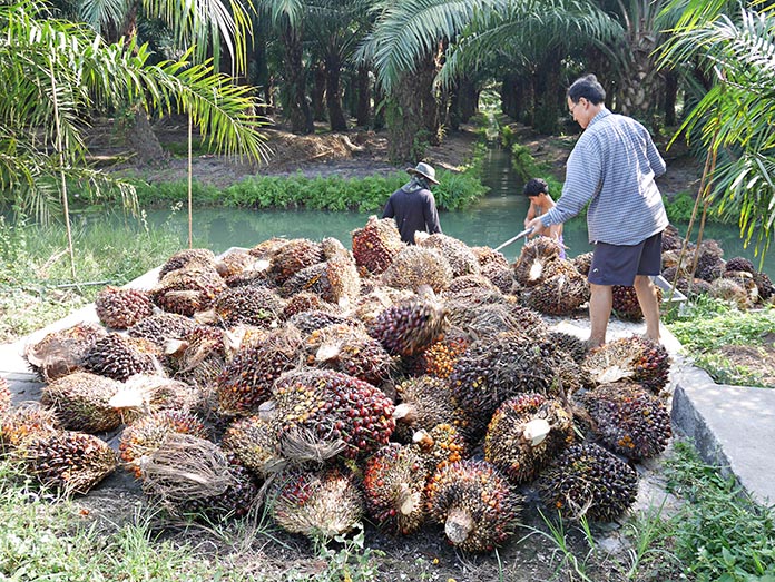 3.การจัดการสวนปาล์ม