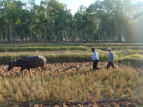 3.วิถีการทำนาในอดีต