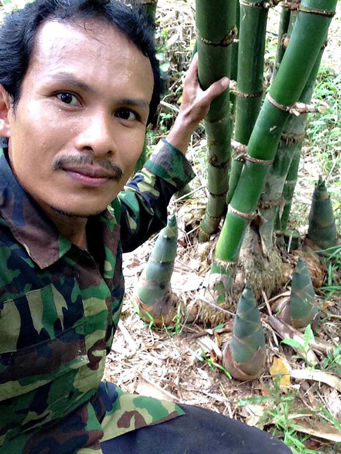3.หน่อไผ่ตงในสวนยาง