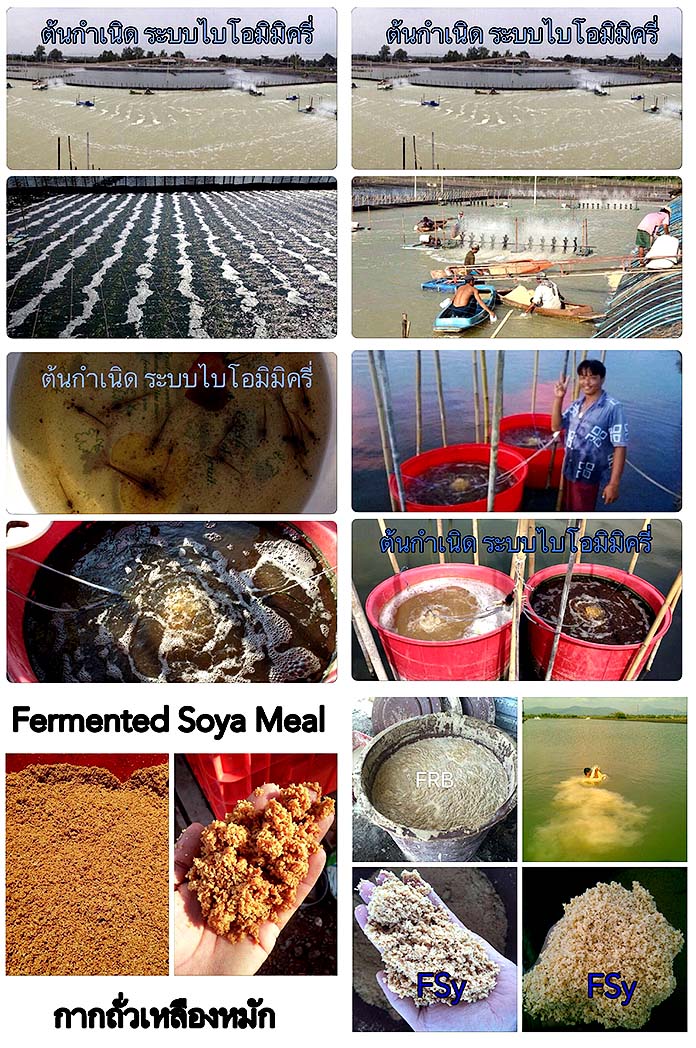 4.การจัดการบ่อในระบบ-Aquamimicry