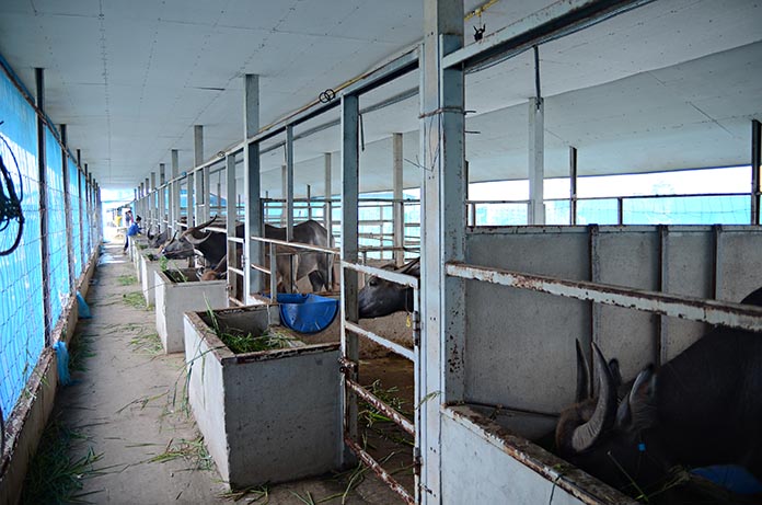 5.การป้องกันโรคระบาด