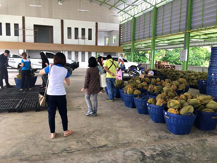 7.ล้งและห้องเย็นรองรับทุเรียน