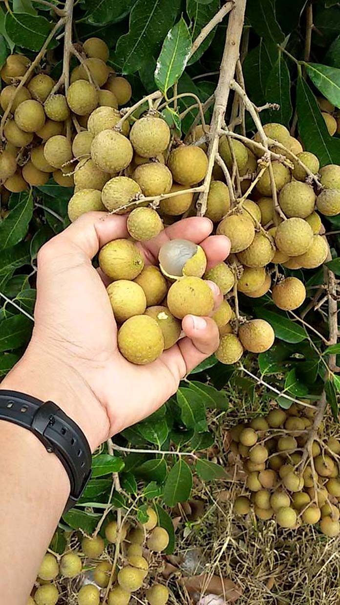 9.การตัดแต่งกิ่งลำไยนอกฤดู