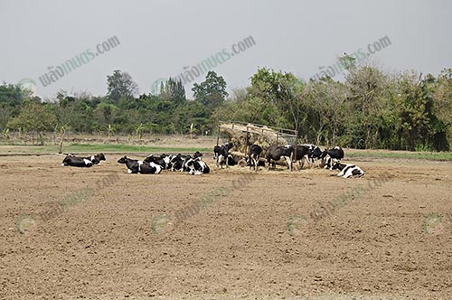 การทำวัคซีนป้องกันโรคระบาด-FMD-โรคมือปากเท้าเปื่อย