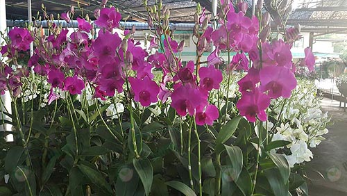 การพัฒนาสายพันธุ์กล้วยไม้หวาย