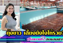 กุ้งขาว เลี้ยงให้รวย ปรึกษาฟรี! สิบแสนฟาร์ม เสาหลักวงการแฮชเชอรี่ กุ้งขาว-เลี้ยงให้รวย-ปรึกษาฟรี-สิบแสนฟาร์ม-เสาหลักวงการแฮชเชอรี่2