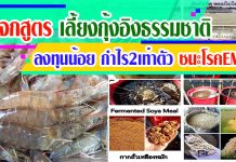 แจกสูตร เลี้ยงกุ้งอิงธรรมชาติ “AQUAMIMICRY” ลงทุนน้อย-กำไร 2 เท่าตัว แก้ปัญหา โรคกุ้ง ตายด่วน