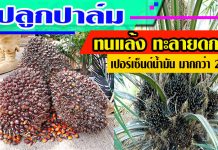 ปลูกปาล์ม ทนแล้ง ทะลายดก เปอร์เซ็นต์น้ำมันมากกว่า 25% ปลูกปาล์ม-CPI