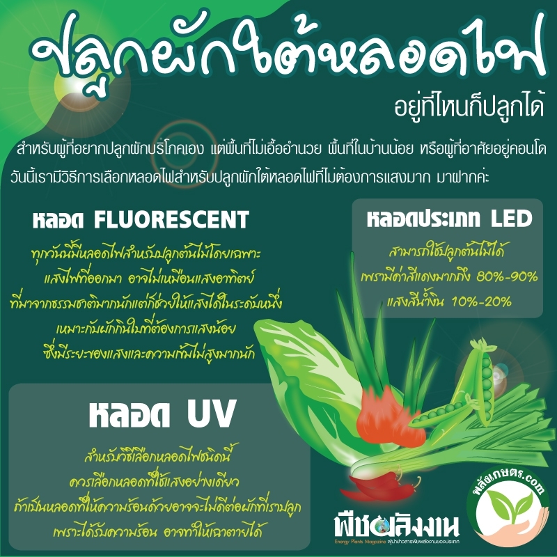 หลอดไฟปลูกผัก info1