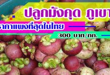 ปลูกมังคุด ภูเขา ราคาแพงที่สุดในไทย ชาวสวนขายได้ 300 บาท / กก. ปลูกมังคุด-ภูเขา-ราคาแพงที่สุดในไทย-ชาวสวนขายได้-300-บาท-กก.