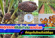 พันธุ์ปาล์ม รวมสุดยอดสาย พันธุ์ปาล์มน้ำมัน ของโลกที่ปลูกในไทยได้ดีที่สุด พันธุ์ปาล์ม-สินธุเศรษฐ์1