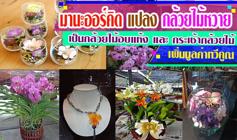มานะออร์คิด 1