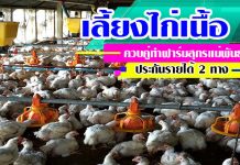 เลี้ยงไก่เนื้อ ควบคู่ ทำฟาร์มสุกรแม่พันธุ์ ประกันรายได้ 2 ทาง เลี้ยงไก่เนื้อ-สุกร