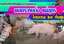 โรคสุกรที่สําคัญ การจัดการ และปัจจัยที่มีผลกระทบต่อ แม่หมู ทั้งฝูง