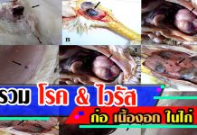 โรคไก่ รวมโรค&ไวรัสก่อ เนื้องอกในไก่ บทเรียนไก่จีนที่ไทยต้องศึกษา! โรคไก่-1เนื้องอก