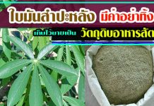 ใบมันสำปะหลัง มีค่าอย่าทิ้ง ขายเป็นวัตถุดิบอาหารสัตว์ ใบมันสำปะหลัง-มีค่าอย่าทิ้ง-เก็บขายเป็นวัตถุดิบอาหารสัตว์2