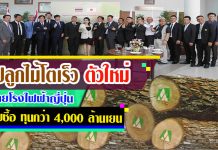 ไม้โตเร็ว ไม้เศรษฐกิจโตเร็ว ตัวใหม่ โรงไฟฟ้าญี่ปุ่นเปิดโครงการรับซื้อในไทยกว่า 4,000 ล้านเยน (ตอนที่ 2) ไม้โตเร็ว-2