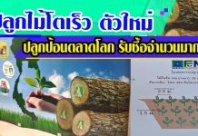 ไม้โตเร็ว ไม้เศรษฐกิจโตเร็ว ตัวใหม่ ปลูกป้อนตลาดโลก พร้อมรับซื้อจำนวนมาก (ตอนที่ 1) ไม้โตเร็ว 1