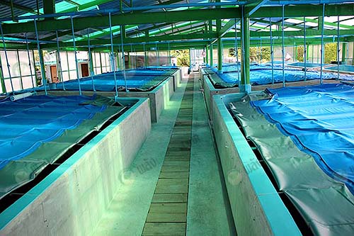 12.โรงเพาะฟักเพื่อให้กุ้งที่จำหน่ายมีคุณภาพ-ตรงตามมาตรฐาน