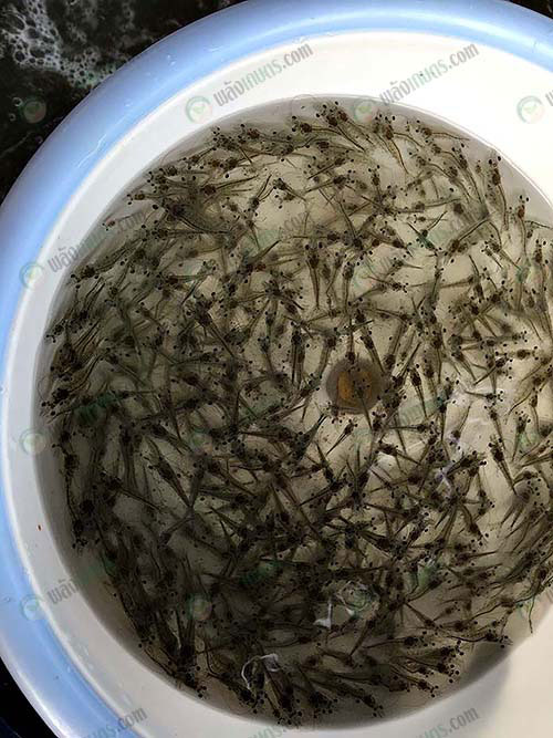 13.ตลาดลูกค้าที่ซื้อกุ้งมีทั้งรายย่อยจนถึงรายใหญ่