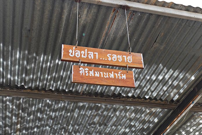 16.การจำหน่ายปลาเฉลี่ยวันละประมาณ-1-ตัน