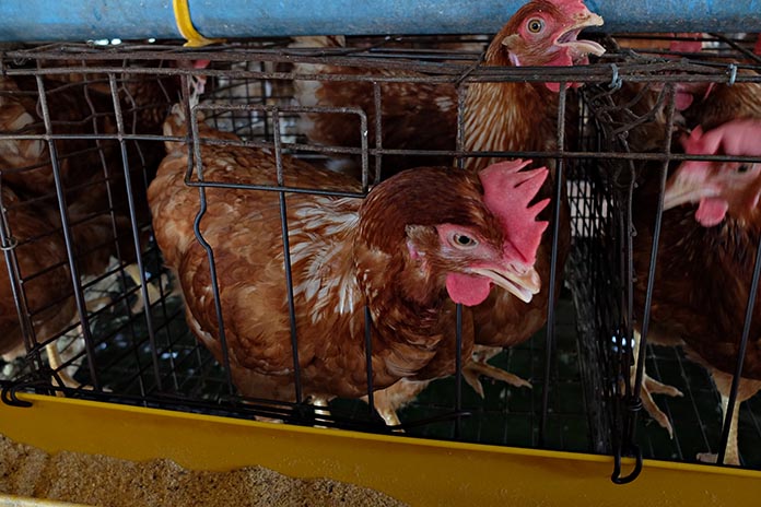 17.ไก่ไข่
