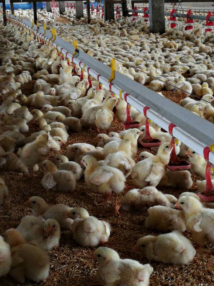 2.สถานการณ์ผู้เลี้ยงไก่เนื้อ