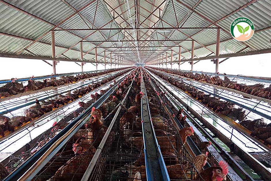 2.โรงเรือนเลี้ยงไก่ไข่