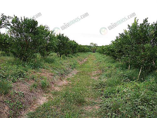 3.สวนส้มที่ปลูกอยู่ในสวนลำไยบนเนื้อที่เกือบ-400-ไร่