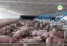 โครงการฝาก เลี้ยงหมูขุน กว่า 3,000 ตัว มีตลาดรองรับแน่นอน เลี้ยงหมูขุน2