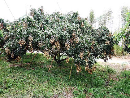 6.การตัดแต่งกิ่งต้นลำไย