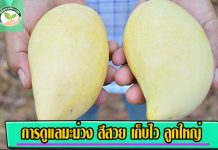 การดูแลมะม่วง สีสวย ลูกใหญ่ เก็บไว ขายเป็น มะม่วงส่งออก คุณภาพ การดูแลมะม่วง-Recovered