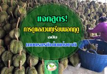 ทุเรียนนอกฤดู การดูแลสวนทุเรียน ฉบับ เกษตรกรดีเด่นแห่งชาติ การดูแลสวนทุเรียน11