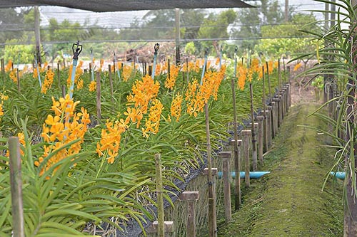 การผสมปุ๋ยใช้เอง-สายพันธุ์ม็อคคาร่า