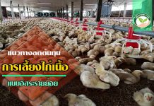 แนวทางลดต้นทุน การเลี้ยงไก่เนื้อ อิสระรายย่อย การเลี้ยงไก่เนื้อ3