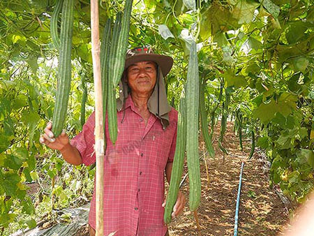 คุณบำรุง-พงษ์พุฒ-เกษตรกรผู้ปลูกบวบเหลี่ยมพืชน้ำน้อย-อ.ใชโย