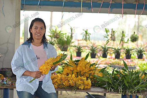 คุณสิริพันธ์-กิตติธารารัตน์-เกษตรกรชาวสวนกล้วยไม้-อ.บางเลน-จ.นครปฐม-การผสมปุ๋ยใช้เอง
