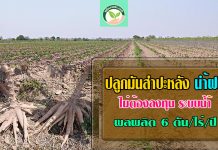 วิธีปลูกมันสําปะหลัง น้ำฝน ไม่ต้องลงทุนระบบน้ำ ผลผลิตเฉลี่ย 6 ตัน/ไร่/ปี ปุ๋ยมันสำปะหลัง1