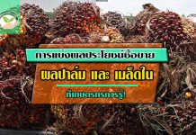 การแบ่งผลประโยชน์ซื้อขาย ราคาปาล์มน้ำมัน และ น้ำมันเมล็ดในปาล์ม ที่เกษตรกรควรรู้ ราคาปาล์มน้ำมัน1