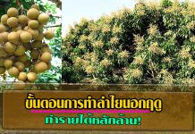 ขั้นตอนการทำลำไยนอกฤดู เขาสอยดาว ทำรายได้หลักล้าน! เน้น การใส่ปุ๋ยลําไย และ การราดสารลําไย ลำไยนอกฤดู1