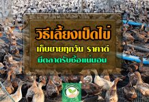 วิธีการเลี้ยงเป็ดไข่ เก็บขายทุกวัน ราคาดี มีตลาดรับซื้อแน่นอน วิธีการเลี้ยงเป็ดไข่1