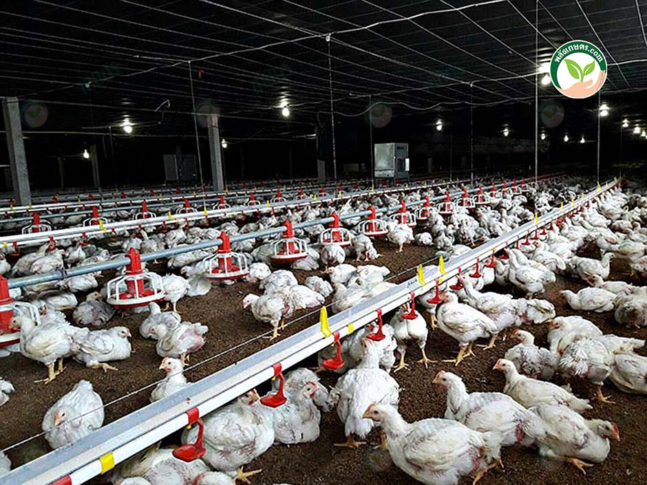1.การเลี้ยงไก่เนื้อ ฟาร์มไก่