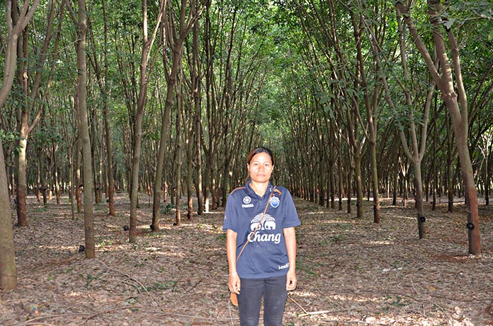 1.คุณสมพาน-สีหามารถ-เจ้าของสวนยาง-RRIM600-บนเนื้อที่-15-ไร่